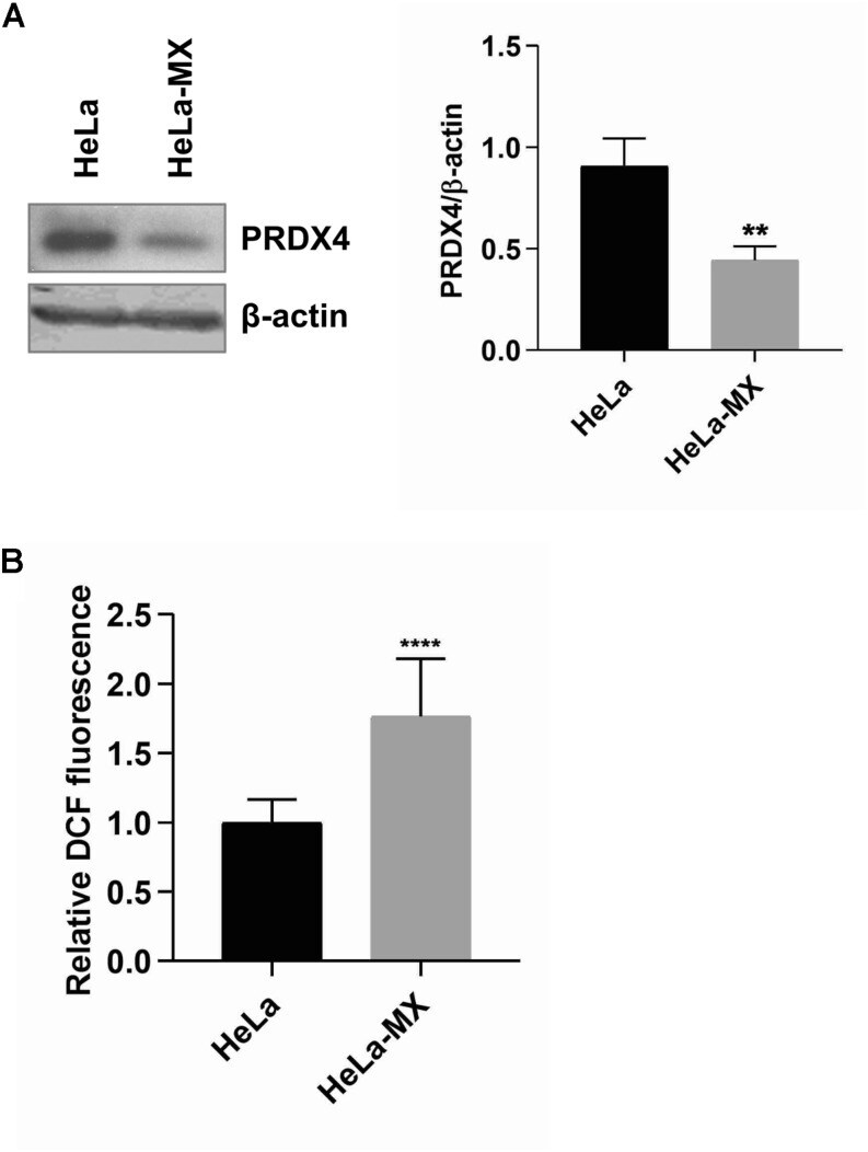 PRDX4 Antibody in Western Blot (WB)