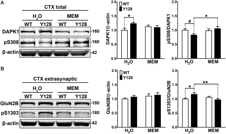 NMDAR2B Antibody in Western Blot (WB)