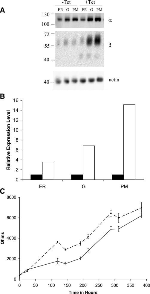 ATP1A1 Antibody in Western Blot (WB)